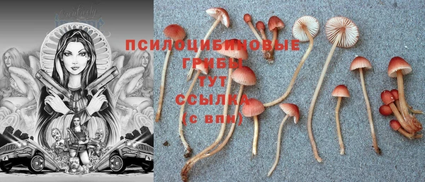 гидра Бородино